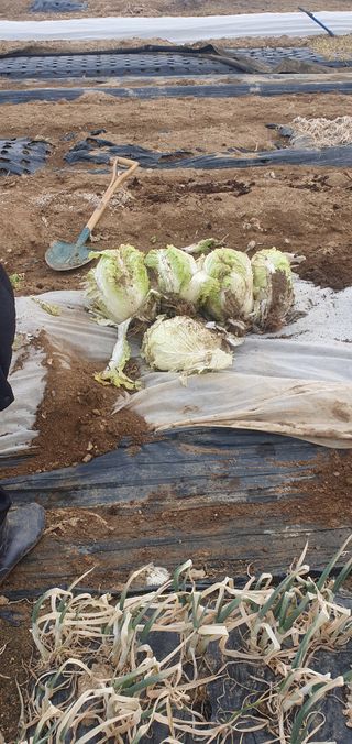 김익중님의 배추 · 영농일지 작성글 사진