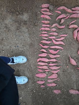 사남매농부엄마님의 기타작물 · 영농일지 작성글 사진