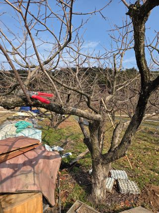 부부농원님의 감 · 영농일지 작성글 사진