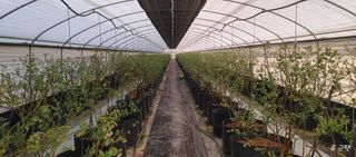 류근택님의 블루베리 · 영농일지 작성글 사진