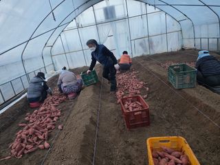 사남매농부엄마님의 기타작물 · 영농일지 작성글 사진