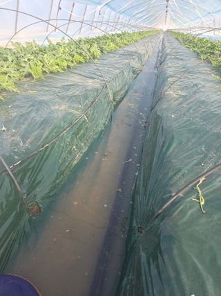 박진호님의 기타작물 · 영농일지 작성글 사진