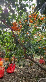 팜모닝 귤·영농일지 게시글 이미지