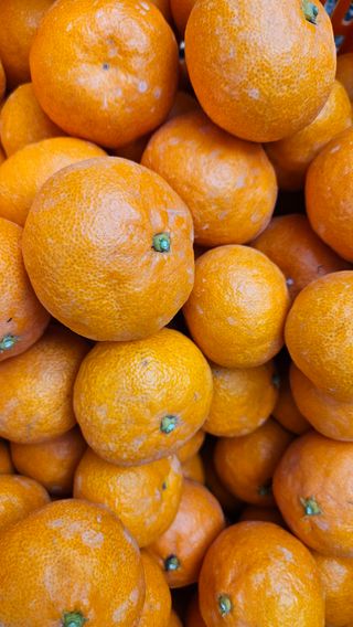 고강농원 강영자님의 귤 · 영농일지 작성글 사진