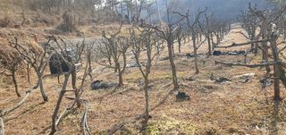 반성식님의 기타작물 · 영농일지 작성글 사진