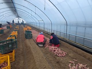 사남매농부엄마님의 기타작물 · 영농일지 작성글 사진