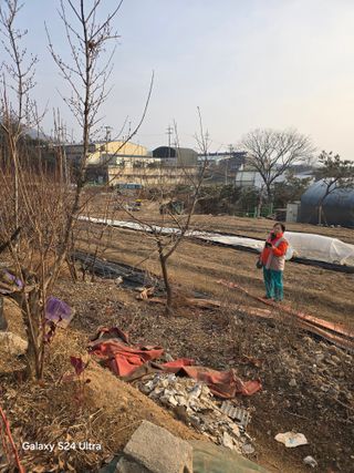 소병찬님의 감 · 영농일지 작성글 사진