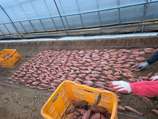 사남매농부엄마님의 기타작물 · 영농일지 작성글 사진