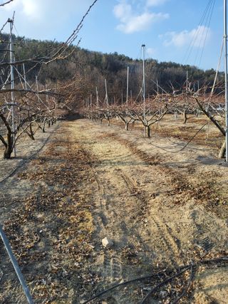 ahnda님의 복숭아 · 영농일지 작성글 사진