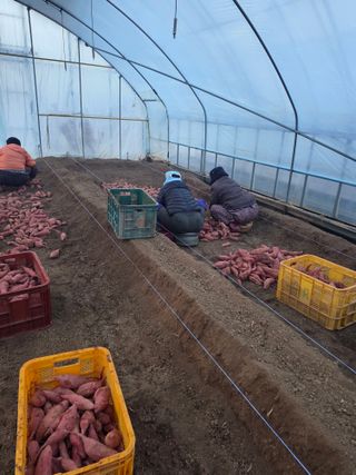 사남매농부엄마님의 기타작물 · 영농일지 작성글 사진