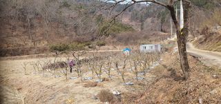 반성식님의 기타작물 · 영농일지 작성글 사진