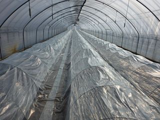 사남매농부엄마님의 기타작물 · 영농일지 작성글 사진