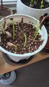 팜모닝 기타작물·영농일지 게시글 이미지