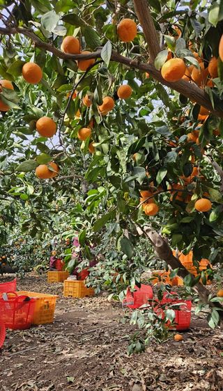 고강농원 강영자님의 귤 · 영농일지 작성글 사진