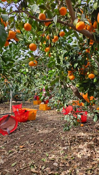 고강농원 강영자님의 귤 · 영농일지 작성글 사진