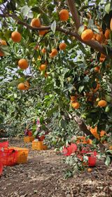 고강농원 강영자님의 작성글 사진