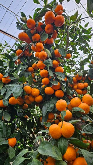 고강농원 강영자님의 귤 · 영농일지 작성글 사진