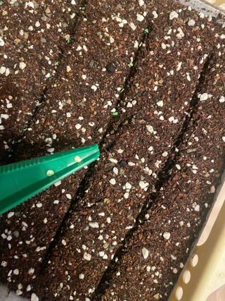 별@노래농장(정씨)님의 고추 · 영농일지 작성글 사진