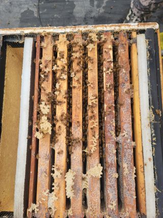 서성환님의 기타작물 · 영농일지 작성글 사진