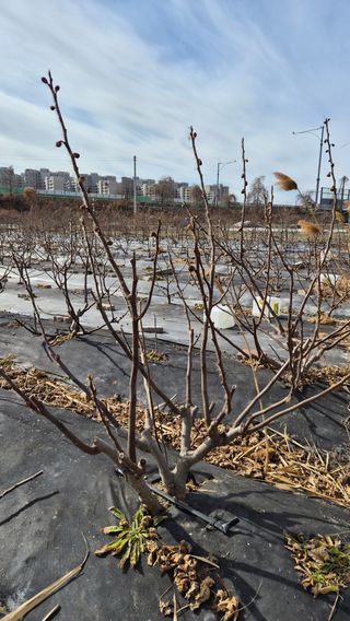 늘푸른 농장주님의 기타작물 · 영농일지 작성글 사진