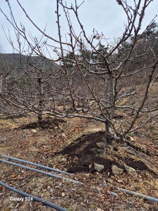 박성균님의 기타작물 · 영농일지 작성글 사진