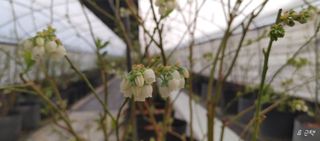 류근택님의 블루베리 · 영농일지 작성글 사진