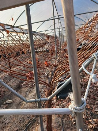 혁이네농원님의 포도 · 영농일지 작성글 사진