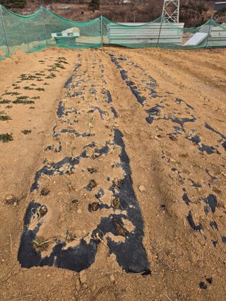 콩7431(팔공산)님의 기타작물 · 영농일지 작성글 사진