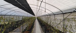 류근택님의 블루베리 · 영농일지 작성글 사진