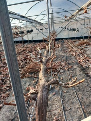 혁이네농원님의 포도 · 영농일지 작성글 사진