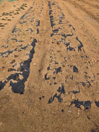콩7431(팔공산)님의 기타작물 · 영농일지 작성글 사진