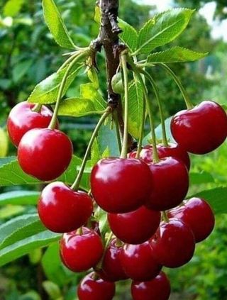 박성균님의 기타작물 · 영농일지 작성글 사진