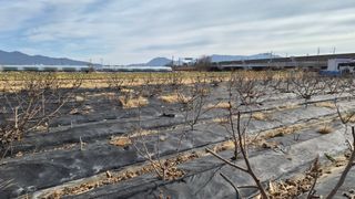 늘푸른 농장주님의 기타작물 · 영농일지 작성글 사진