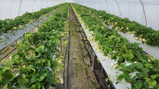 리차드권님의 딸기 · 영농일지 작성글 사진