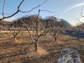 대운농원님의 기타작물 · 영농일지 작성글 사진