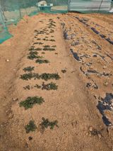 팜모닝 기타작물·영농일지 게시글 이미지