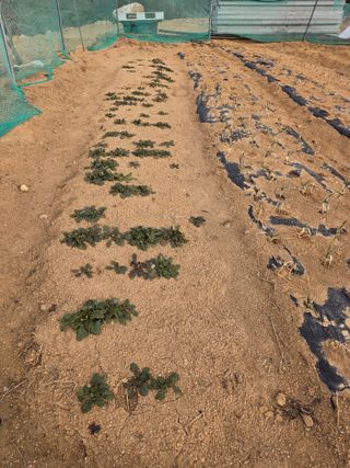 콩7431(팔공산)님의 기타작물 · 영농일지 작성글 사진