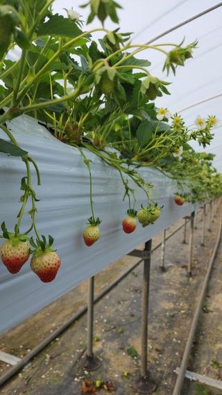 리차드권님의 딸기 · 영농일지 작성글 사진