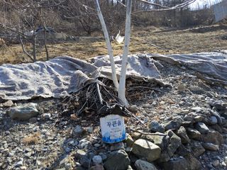 김용대님의 기타작물 · 영농일지 작성글 사진