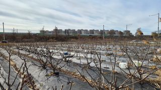 늘푸른 농장주님의 기타작물 · 영농일지 작성글 사진