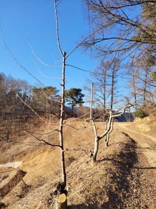 /송학 농원님의 사과 · 영농일지 작성글 사진
