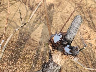 대운농원님의 기타작물 · 영농일지 작성글 사진