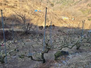 박춘성님의 감 · 영농일지 작성글 사진