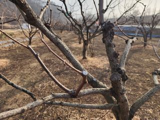 대운농원님의 기타작물 · 영농일지 작성글 사진