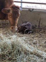 팜모닝 기타작물·영농일지 게시글 이미지