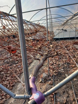 혁이네농원님의 포도 · 영농일지 작성글 사진