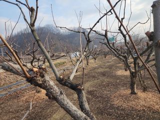 대운농원님의 기타작물 · 영농일지 작성글 사진