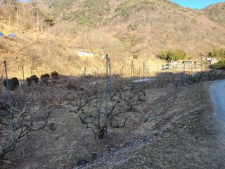 박춘성님의 감 · 영농일지 작성글 사진