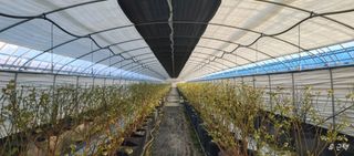 류근택님의 블루베리 · 영농일지 작성글 사진