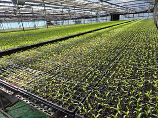 청운농원육묘장님의 고추 · 영농일지 작성글 사진